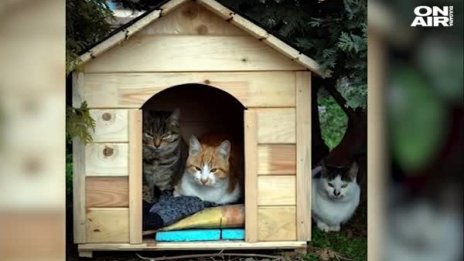 Мъртви котки в парк "Свобода" в Пазарджик – отровени ли са?
