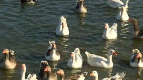 Прострелян розов пеликан и други птици разпериха криле край Бургас