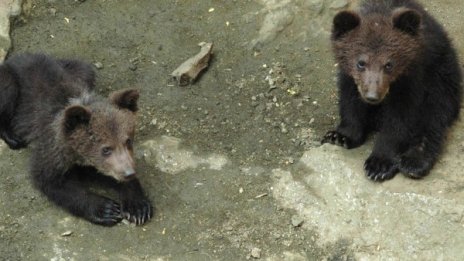Въпреки пролетта: 5 мечки все още спят зимен сън в Белица