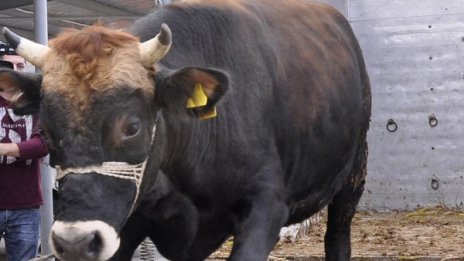 Откриха вирусни инфекции в животновъдни обекти в Ямболско