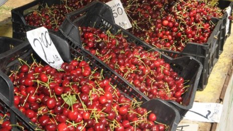 Заради студа: Около 70% от плодовата реколта поразена