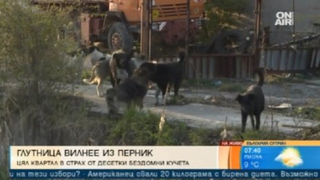 Перник готви протест заради глутница кучета 
