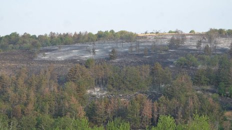 Залесяват Гарга баир край Велико Търново, където вилня големия пожар
