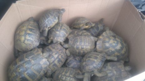 РИОСВ освободи 38 костенурки в Хасково 