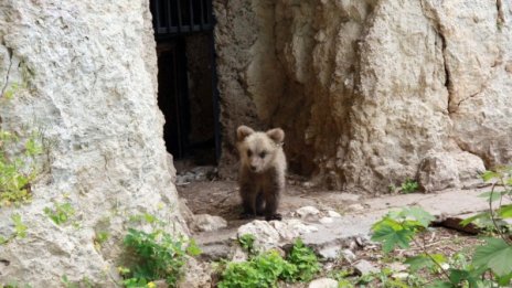 Мече загубило майка си, приютило се в двор на къща в с. Кладница