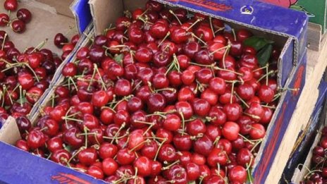 Изкупуват черешите по 60 ст., на сергиите от 2 до 7 лв. килото
