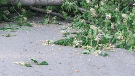 Паднали дървета затрудняват движението по пътя София - Варна