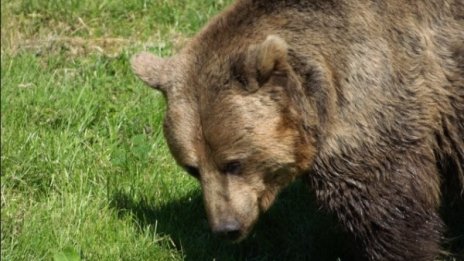 Мечка нападна руснак, той я надви - отхапа й езика