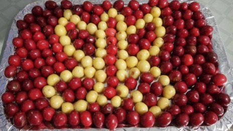 В Кюстендил започна празник на черешата 