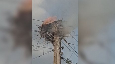 Тъжно! Пожар изпепели гнездо на щъркели, две малки изгоряха