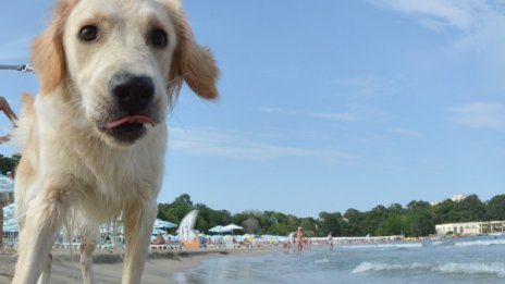 Времето е само за море - бриз, температура на водата 26 градуса