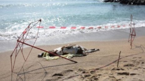 Морето изхвърли умрели крави на брега край Обзор и Ахтопол