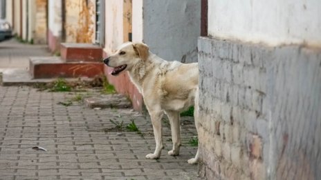 Бездомно куче нападна дете в центъра на Хасково