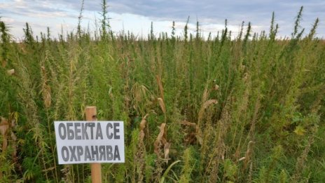 Спипаха 300 кг марихуана край петричкото село