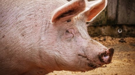 Против чумата: Гледаш прасе в задния двор – затвор? 
