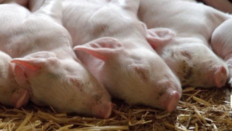 Две нови огнища на чумата, заразата - в "задните дворове"