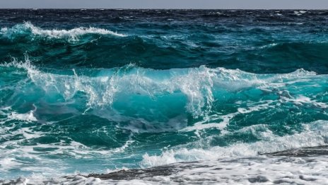 Морето край Дуранкулак изхвърли мъртви... кози. Румънски са!