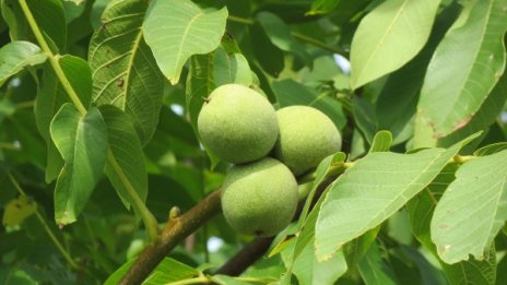 Береш орехи край път - глоба! Били на пътното управление