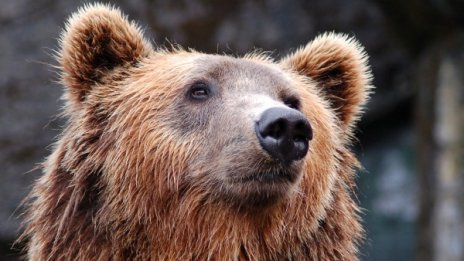 Мечка падна върху щатска патрулка в Калифорния, смачка я