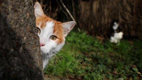 Защо котките са като визитка на Турция? Тя ли е прародината им? 