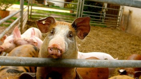 След чумата &ndash; бумащина. Какво се прави за 300 лв.?