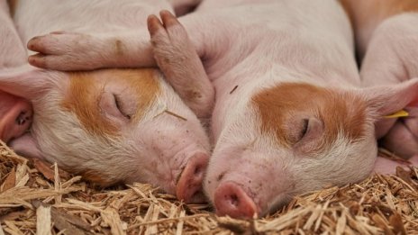 Цел: До 10 г. да има ваксина срещу чумата по прасетата