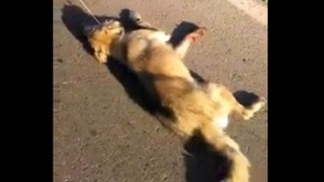 Влаченото куче на лечение, търсят му осиновител