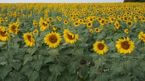 Неизвестен ожънал слънчогледов масив от 55 дка 