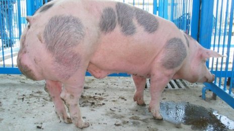 35 са огнищата с чума по свинете в 12 области 