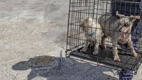 Домашните любимци на плажа: За и Против