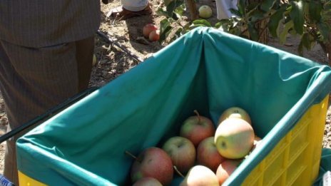 Сватбари зарадваха мечките в Белица с ябълки 