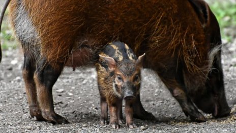 Чумата не ги мори – диви прасета тормозят Габрово 
