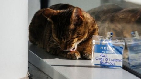 Котаракът Пол – завеждащ връзки с клиенти на гарата в Ливърпул