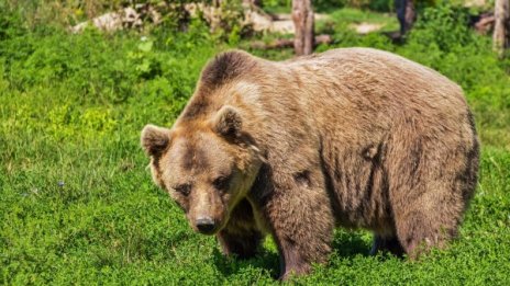Мечки слизат до села във Великотърновско, не нападат хора
