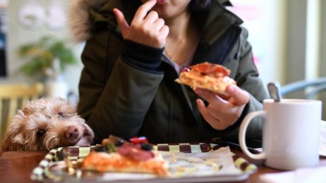 Брашно от щурци, "сирене" от ядки... пицата на бъдещето