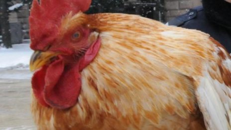 Япония вече ще внася наше птиче месо