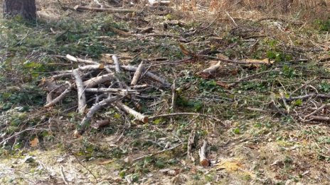 Горски задържаха 80 кубика незаконна дървесина