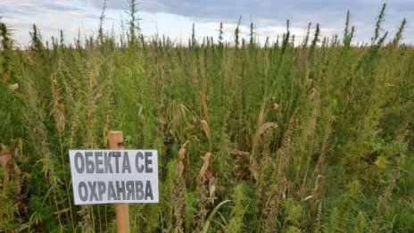 Над 4 тона канабис спипаха полициите в благоевградско село