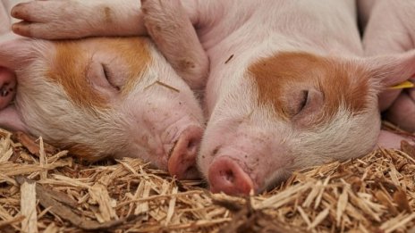  До месец приключва дезинфекцията за чумата по свинете в Русенско