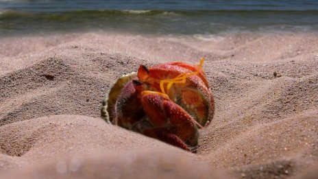 Колко струва един рак? Японец даде рокордните $46 000