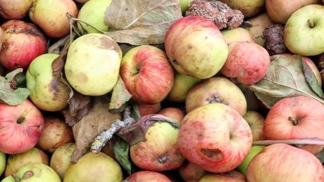 Защо не трябва да ядем частично развалени ябълки?