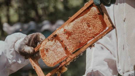 Пчеларите на протест: Искат да се пръска с биопестициди