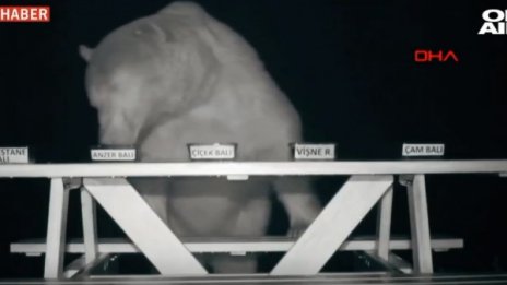 Турски пчелар направи мечки рекламни лица