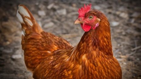 Великобритания съобщи за случай на птичи грип 