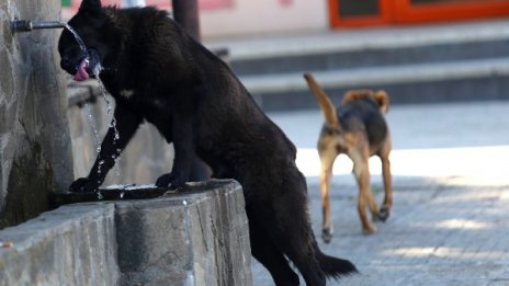 2019-та удари рекорд за най-гореща в историята на Европа