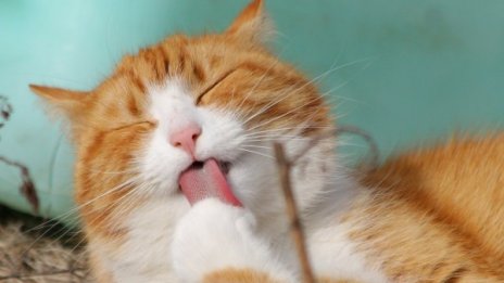 Котката им излезе златна, наводни апартамент в Австралия 