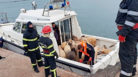Настаниха в приют 180 овце, корабокруширали в Румъния