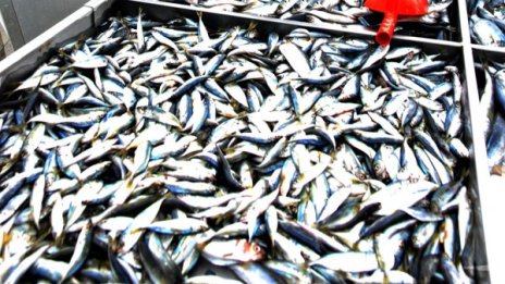 Започват проверки за продажба на умряла риба от Марица