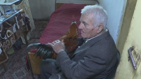 Пенсионер се принуди да даде откуп, за да му върнат... петела 