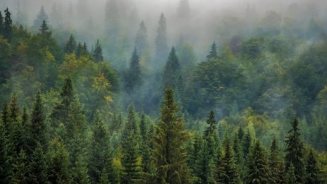 Tesla изсича 900 декара гора заради новата си фабрика